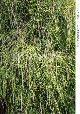 Fine threadlike branch structure of Chamaecyparis pisifera Fine threadlike branch structure of Chamaecyparis pisifera 140174889