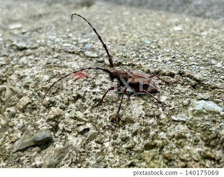 The flightless longhorn beetle, *Fujikobuyahazukamikiri*, lurks in the beech forests of Okutone. The flightless longhorn beetle, *Fujikobuyahazukamikiri*, lurks in the beech forests of Okutone. 140175069