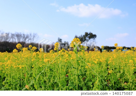 Rape blossoms Spring image Rape blossoms Spring image 140175087