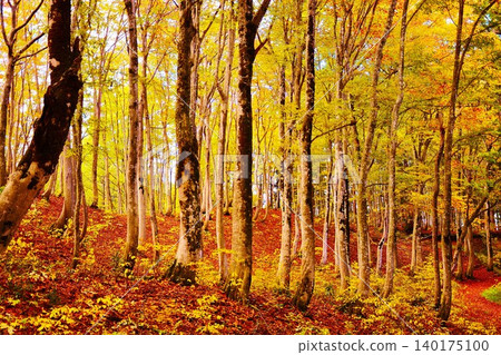 Autumn foliage in the beautiful beech forest Autumn foliage in the beautiful beech forest 140175100