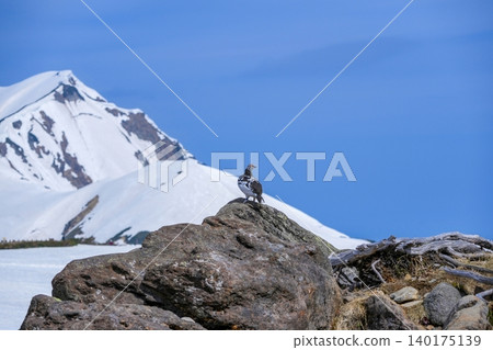 A rock ptarmigan, a special natural monument, stands amidst the remaining snow and rocks of the Tateyama mountain range. 140175139