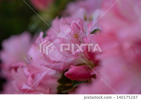 Close-up photo of pink azaleas Close-up photo of pink azaleas 140175287