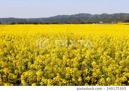 A carpet of rapeseed flowers in Yokohama Town, Aomori Prefecture (Mutsu-Yokohama) 140175303