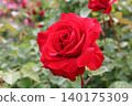 A red rose 140175309
