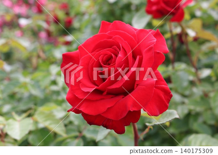 A red rose A red rose 140175309