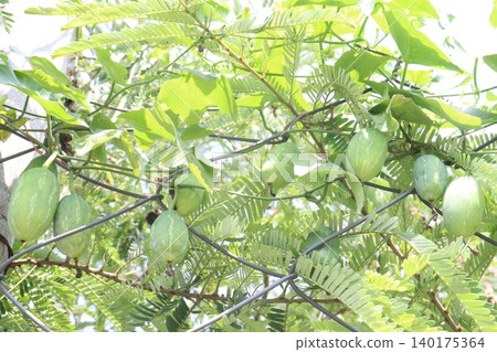 Ivy gourd, Coccinia grandis plant on farm Ivy gourd, Coccinia grandis plant on farm 140175364