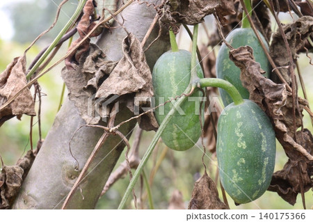 Ivy gourd, Coccinia grandis plant on farm Ivy gourd, Coccinia grandis plant on farm 140175366