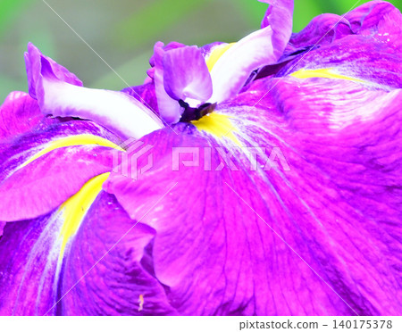 Irises in full bloom (close-up) 140175378