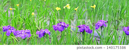 Irises in full bloom Irises in full bloom 140175386