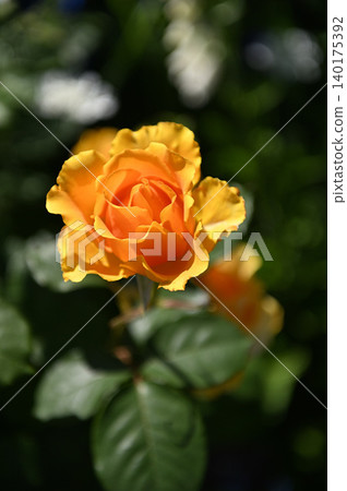 Orange roses shining in the sunlight 140175392