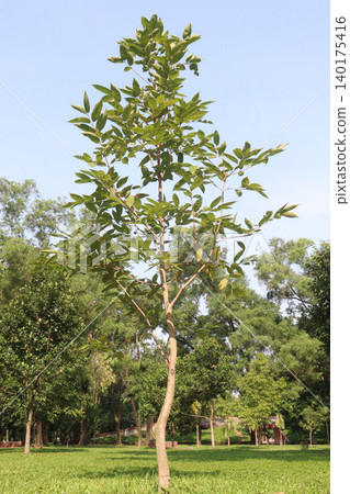 Syzygium polyanthum or Java Plum fruit plant 140175416