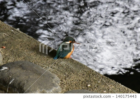 Kingfisher Kingfisher 140175443