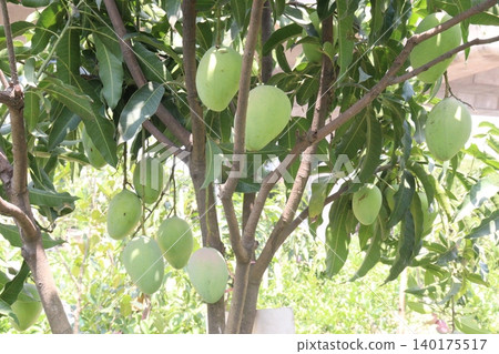mango on tree in farm for sell are cash crops mango on tree in farm for sell are cash crops 140175517