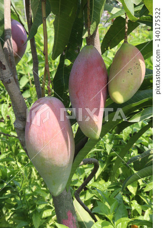 mango on tree in farm for sell are cash crops mango on tree in farm for sell are cash crops 140175522