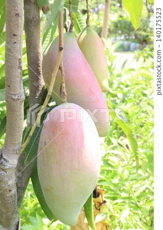 mango on tree in farm for sell are cash crops mango on tree in farm for sell are cash crops 140175523
