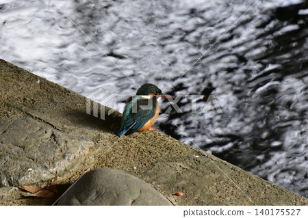 翠鳥 翠鳥 140175527