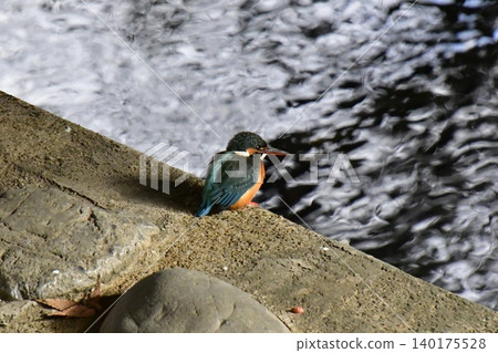 翠鳥 翠鳥 140175528
