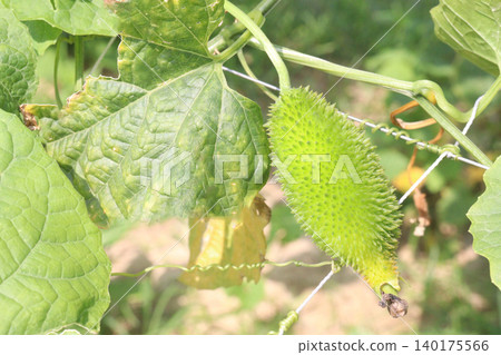 Spiny gourd, Momordica dioica, teasle gourd, bristly balsam pear on tree in plant 140175566
