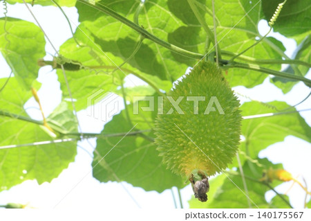 Spiny gourd, Momordica dioica, teasle gourd, bristly balsam pear on tree in plant Spiny gourd, Momordica dioica, teasle gourd, bristly balsam pear on tree in plant 140175567