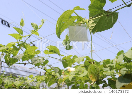 Spiny gourd, Momordica dioica, teasle gourd, bristly balsam pear on tree in plant Spiny gourd, Momordica dioica, teasle gourd, bristly balsam pear on tree in plant 140175572