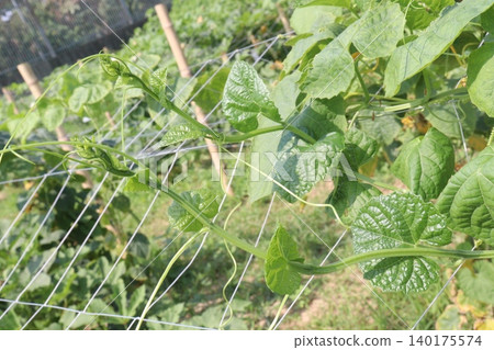 Spiny gourd, Momordica dioica, teasle gourd, bristly balsam pear on tree in plant 140175574