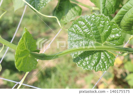 Spiny gourd, Momordica dioica, teasle gourd, bristly balsam pear plant with flower Spiny gourd, Momordica dioica, teasle gourd, bristly balsam pear plant with flower 140175575