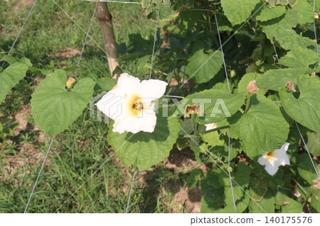 Spiny gourd, Momordica dioica, teasle gourd, bristly balsam pear plant with flower 140175576