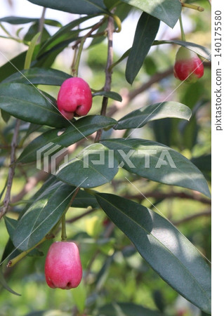 Syzygium paniculatum, the magenta lilly pilly, magenta cherry plant Syzygium paniculatum, the magenta lilly pilly, magenta cherry plant 140175580