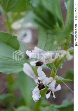 Broad bean flowers Broad bean flowers 140175596