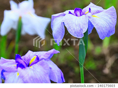 盛開的鳶尾花-微距攝影 盛開的鳶尾花-微距攝影 140175603
