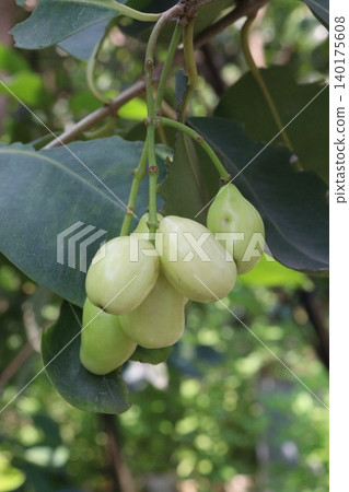 Thai White Jamun plant on farm 140175608
