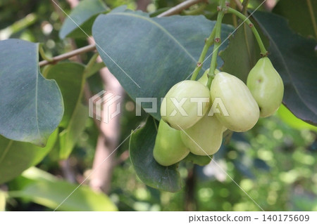 Thai White Jamun plant on farm 140175609