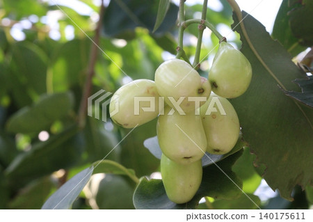 Thai White Jamun plant on farm Thai White Jamun plant on farm 140175611