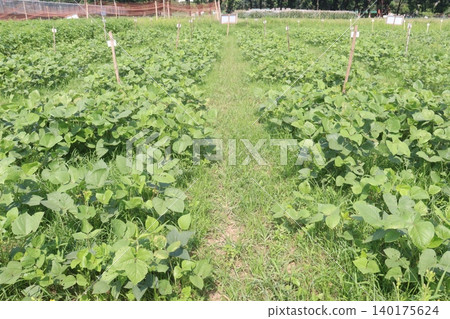 vigna mungo farm in the field vigna mungo farm in the field 140175624