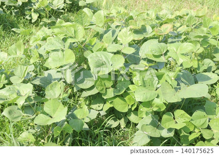 vigna mungo farm in the field vigna mungo farm in the field 140175625