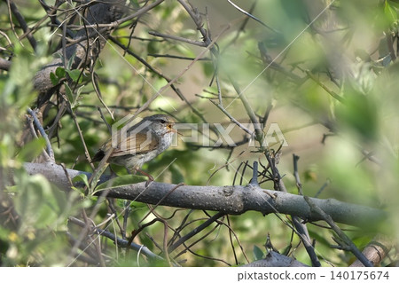 A nightingale singing A nightingale singing 140175674