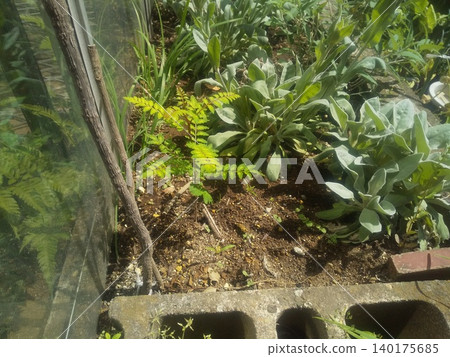 Before repotting seedlings of Japanese pepper 140175685