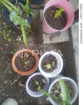Potting up Japanese maple Potting up Japanese maple 140175692