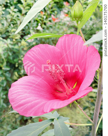 Deep pink Titanbicus Deep pink Titanbicus 140175700