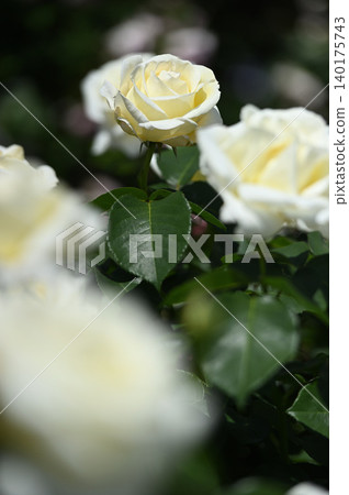 White roses floating in the foreground and background blur. White roses floating in the foreground and background blur. 140175743