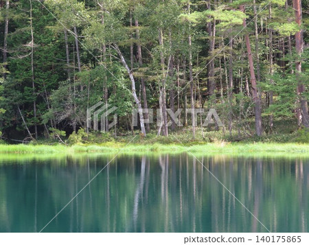 Mishaka Pond, adorned with fresh green leaves Mishaka Pond, adorned with fresh green leaves 140175865