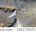 A grey heron taking flight from the sparkling water's surface. 140175870