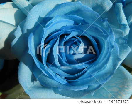 Blue rose 140175875