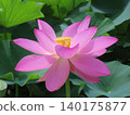 A lotus flower in profile 140175877