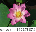 Lotus flowers in full bloom　 140175878