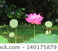 lotus flower pond 140175879