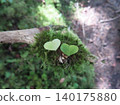 Two hearts nestled together on moss 140175880