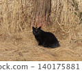 A black cat staring in the grass 140175881
