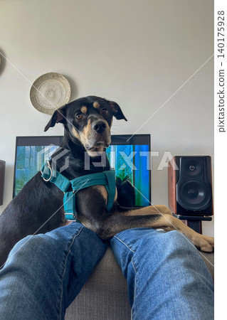 A dog is sitting on a couch next to a person wearing blue jeans A dog is sitting on a couch next to a person wearing blue jeans 140175928
