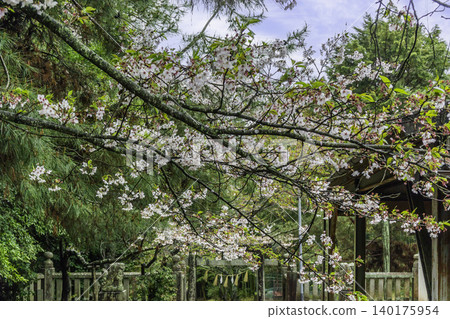 Makibi Park, Hatta Shrine, Cherry Blossoms, Kurashiki City, Okayama Prefecture Makibi Park, Hatta Shrine, Cherry Blossoms, Kurashiki City, Okayama Prefecture 140175954